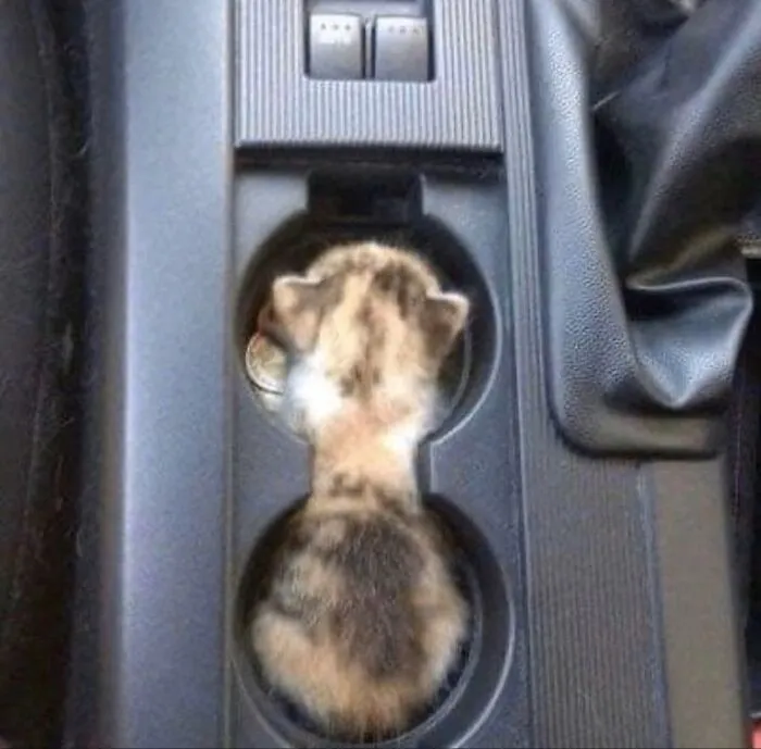 Spilled A Little Cat Into My Catholder, What Do I Do?