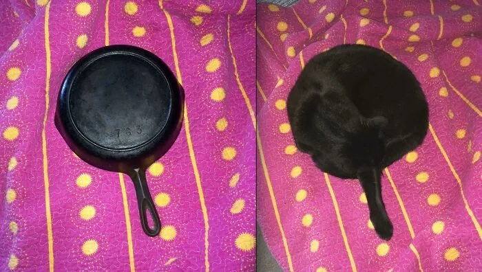 Mods Are Sleeping. Upvote Sleeping Cat And Pan!