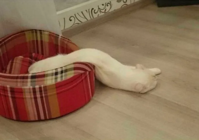 Does Anyone Have A Towel Or Something? The Cat Spilled Again