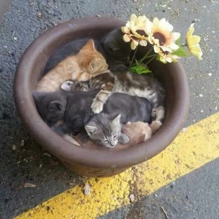 Someone Remembered To Water The Flowers