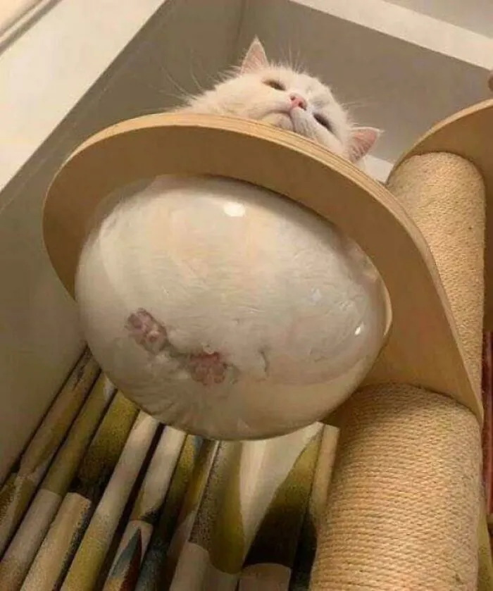 Liquid Cat In A Bowl Served With Toe Beans