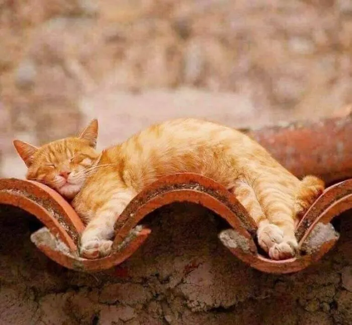 The Purrfect Spot
