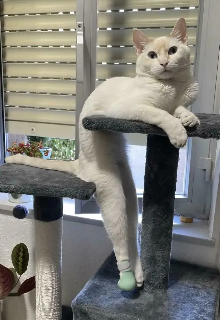 How I Found My Cat This Morning