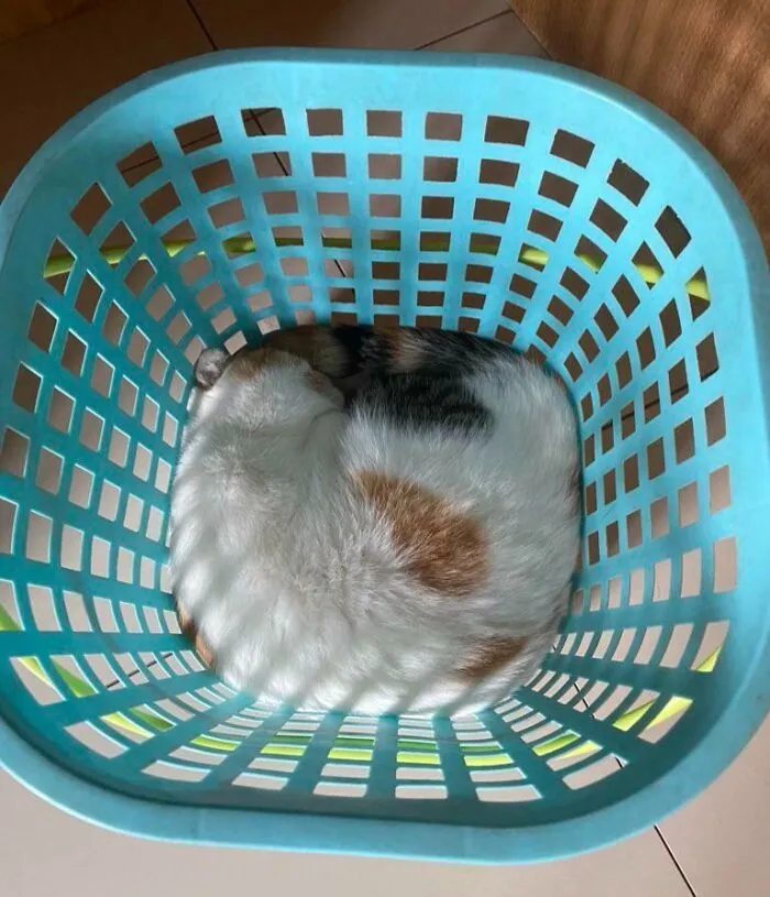 Perfectly Fit