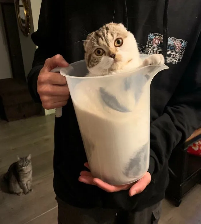 This Is Basil, And He Is 1 Gallon