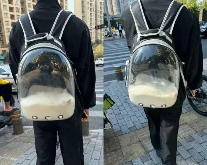 Hey Bro, Your Cat Has Melted