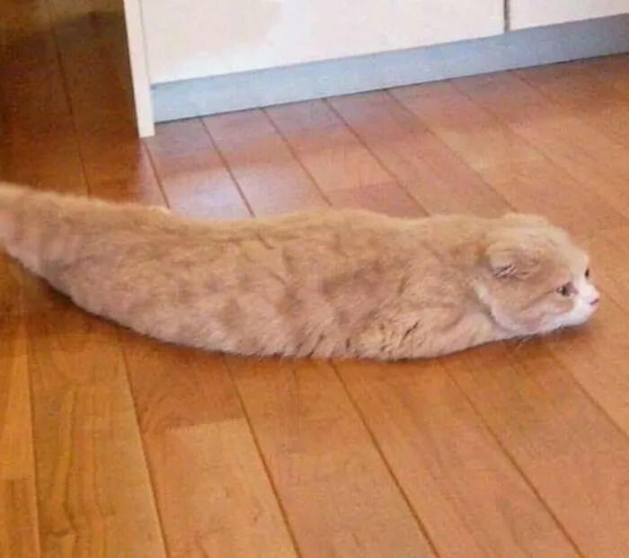 Cat... Slug?