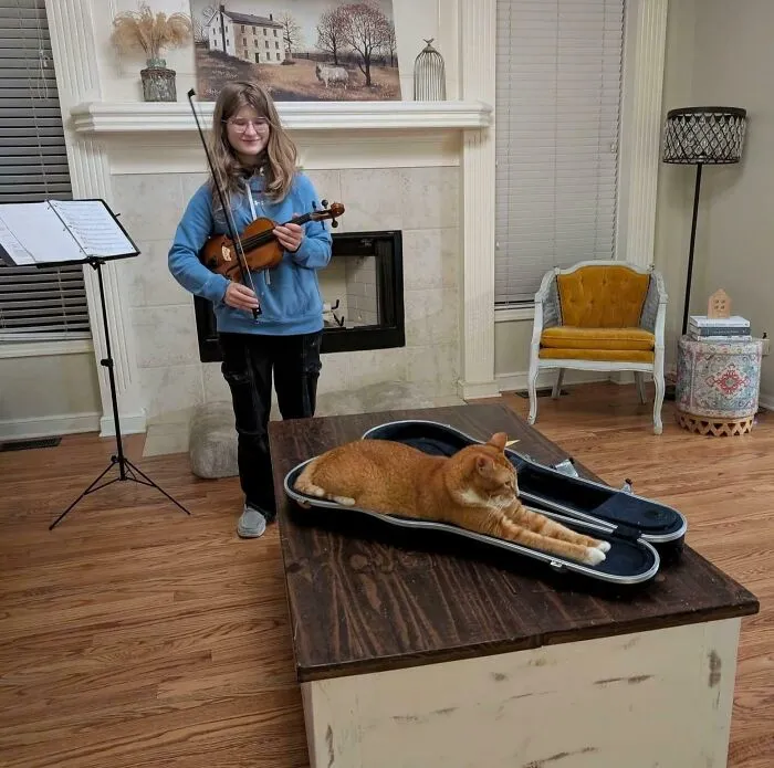 Cat Fits Perfectly In Violin Case