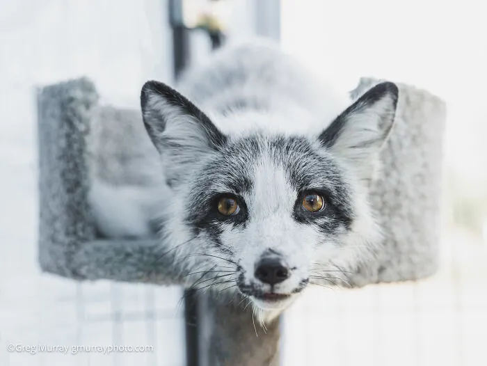 26 Gorgeous Rescued Foxes Through The Lens Of Greg Murray