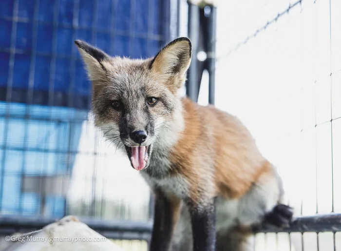 26 Gorgeous Rescued Foxes Through The Lens Of Greg Murray