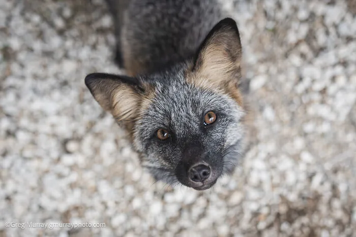 26 Gorgeous Rescued Foxes Through The Lens Of Greg Murray