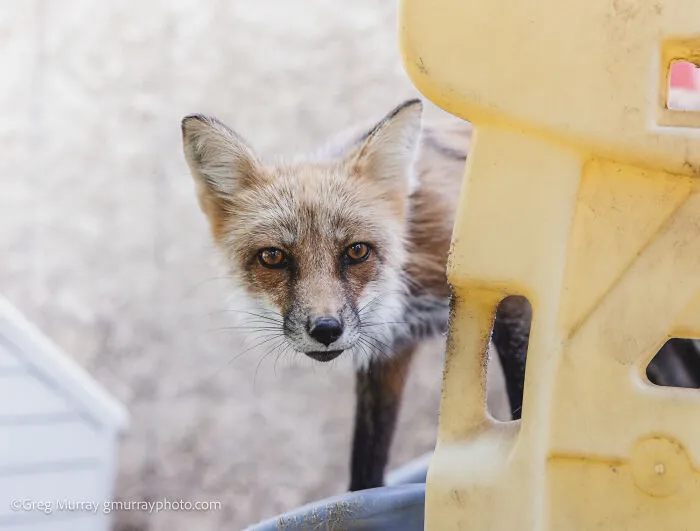 26 Gorgeous Rescued Foxes Through The Lens Of Greg Murray