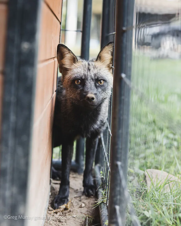 Rescued fox with dark fur standing between a wooden wall and a metal fence in an outdoor enclosure, captured by Greg Murray.