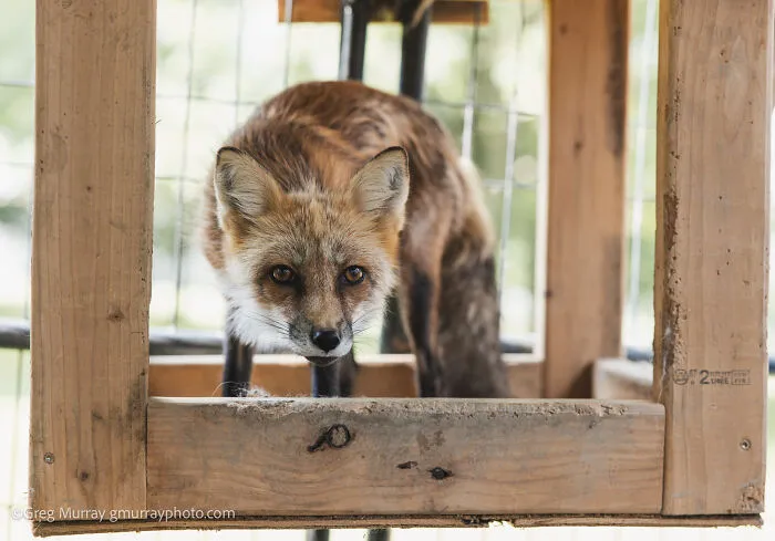 26 Gorgeous Rescued Foxes Through The Lens Of Greg Murray