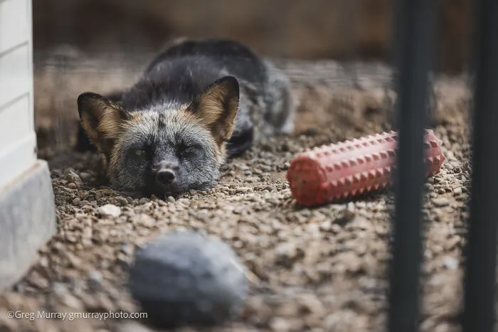 26 Gorgeous Rescued Foxes Through The Lens Of Greg Murray