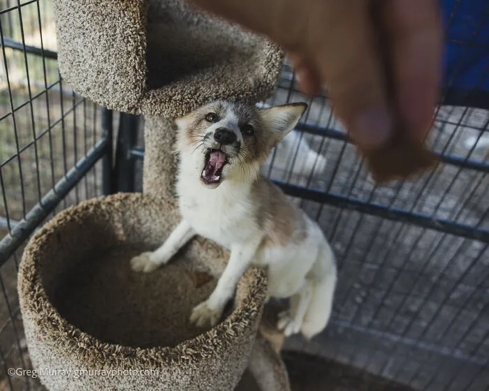 26 Gorgeous Rescued Foxes Through The Lens Of Greg Murray