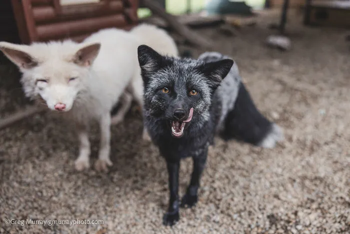 26 Gorgeous Rescued Foxes Through The Lens Of Greg Murray