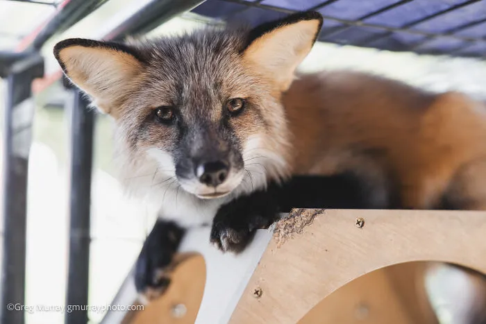 26 Gorgeous Rescued Foxes Through The Lens Of Greg Murray