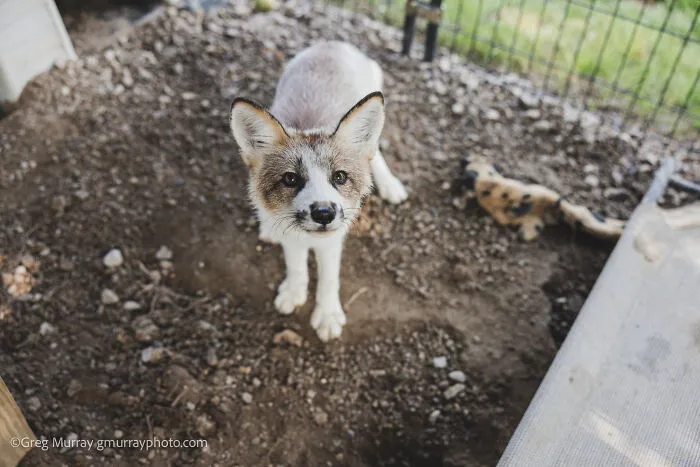26 Gorgeous Rescued Foxes Through The Lens Of Greg Murray
