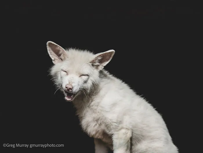 26 Gorgeous Rescued Foxes Through The Lens Of Greg Murray