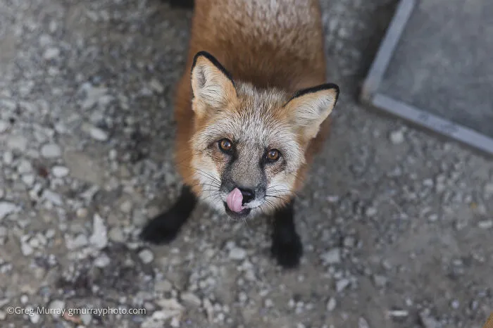 26 Gorgeous Rescued Foxes Through The Lens Of Greg Murray