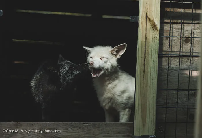 Two rescued foxes, one black and one white, interacting inside a wooden and wire enclosure captured by Greg Murray.