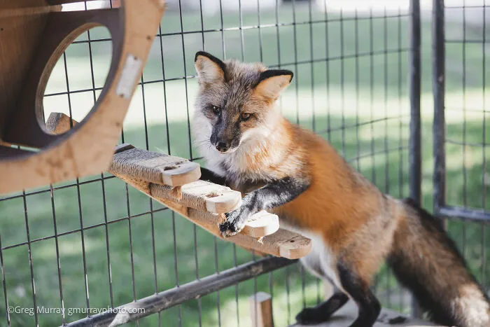 26 Gorgeous Rescued Foxes Through The Lens Of Greg Murray