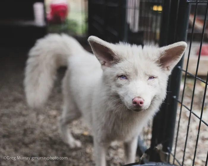 26 Gorgeous Rescued Foxes Through The Lens Of Greg Murray
