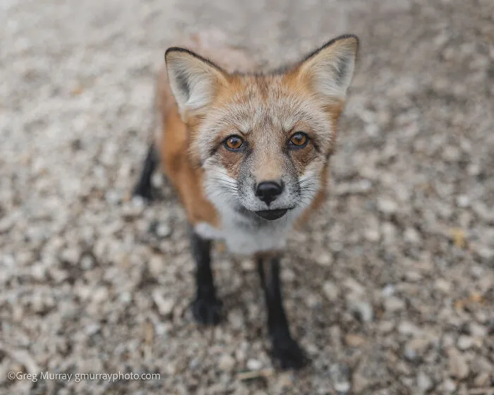 26 Gorgeous Rescued Foxes Through The Lens Of Greg Murray