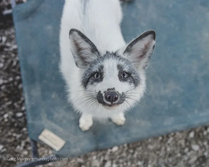 26 Gorgeous Rescued Foxes Through The Lens Of Greg Murray