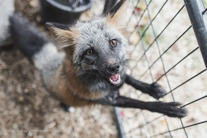 26 Gorgeous Rescued Foxes Through The Lens Of Greg Murray