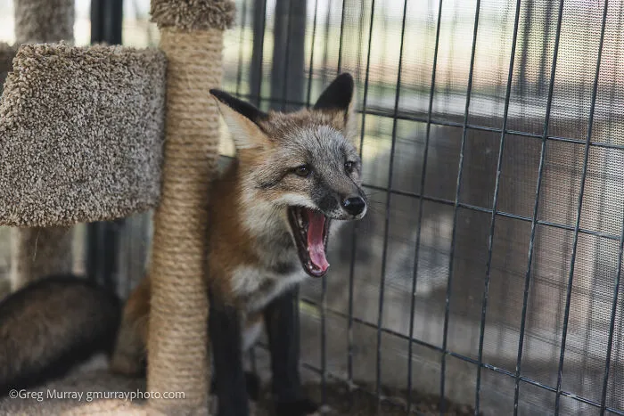 Rescued fox yawning inside an enclosure, captured through the lens showcasing the beauty of rescued foxes.