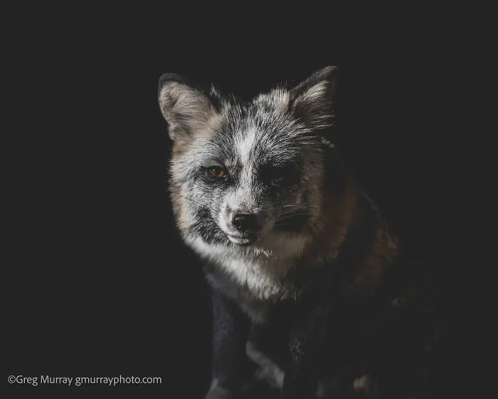 Close-up portrait of a gorgeous rescued fox with detailed fur texture captured through Greg Murray’s lens.