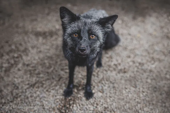 26 Gorgeous Rescued Foxes Through The Lens Of Greg Murray