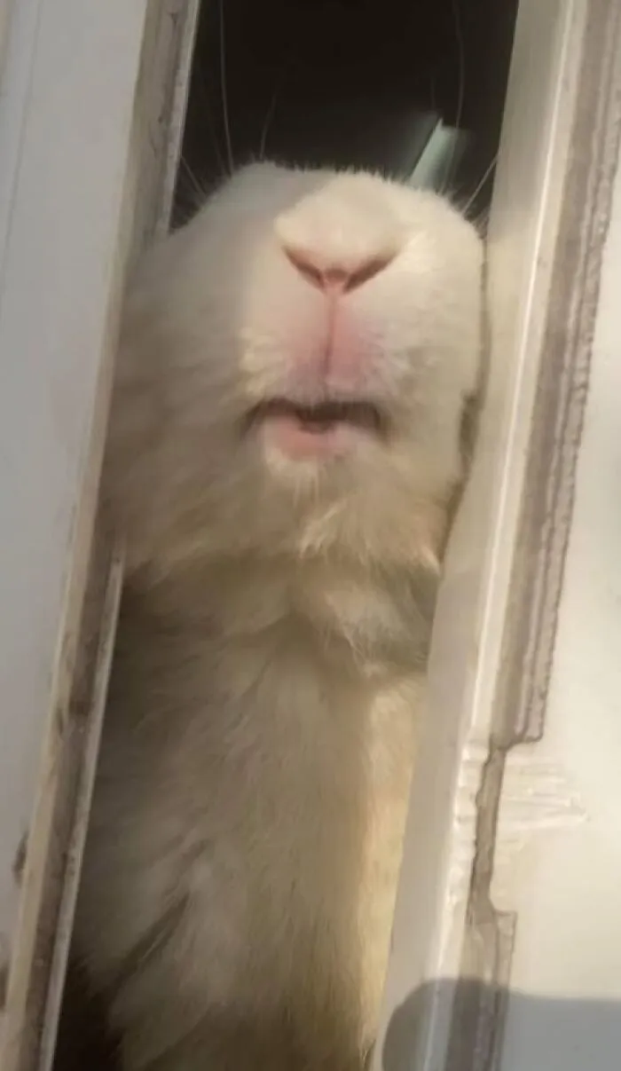 Here’s Johnny! He Wants Outside