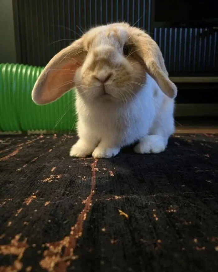 This Little [jerk], Rodney, Has Bitten Through A Second Firestick At The Back Of TV, On Top Of A Cabinet, 4 Times As High As Him