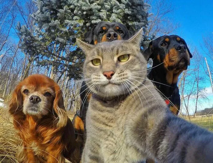 La mejor selfie de mascotas