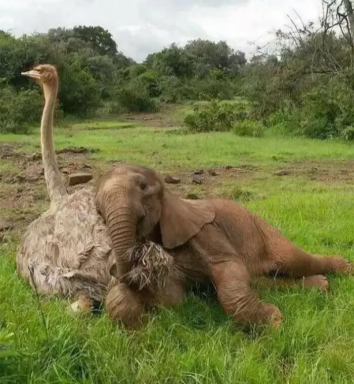 Elephant And Emu Friends In The Wild