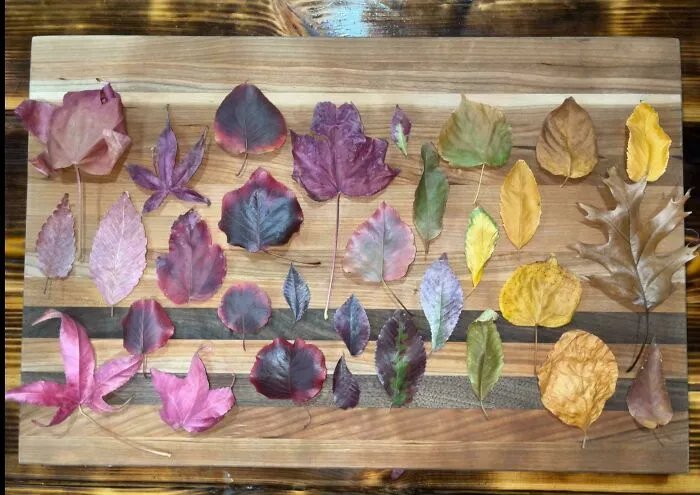 Leaves I Picked Up On Campus Today