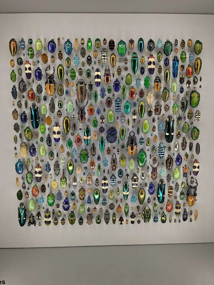 Montreal Insectorium Beetles