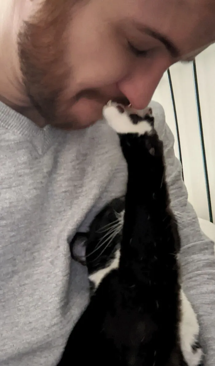Descubrí por qué no deberías usar un piercing de septum de aro cuando estés cerca de gatos