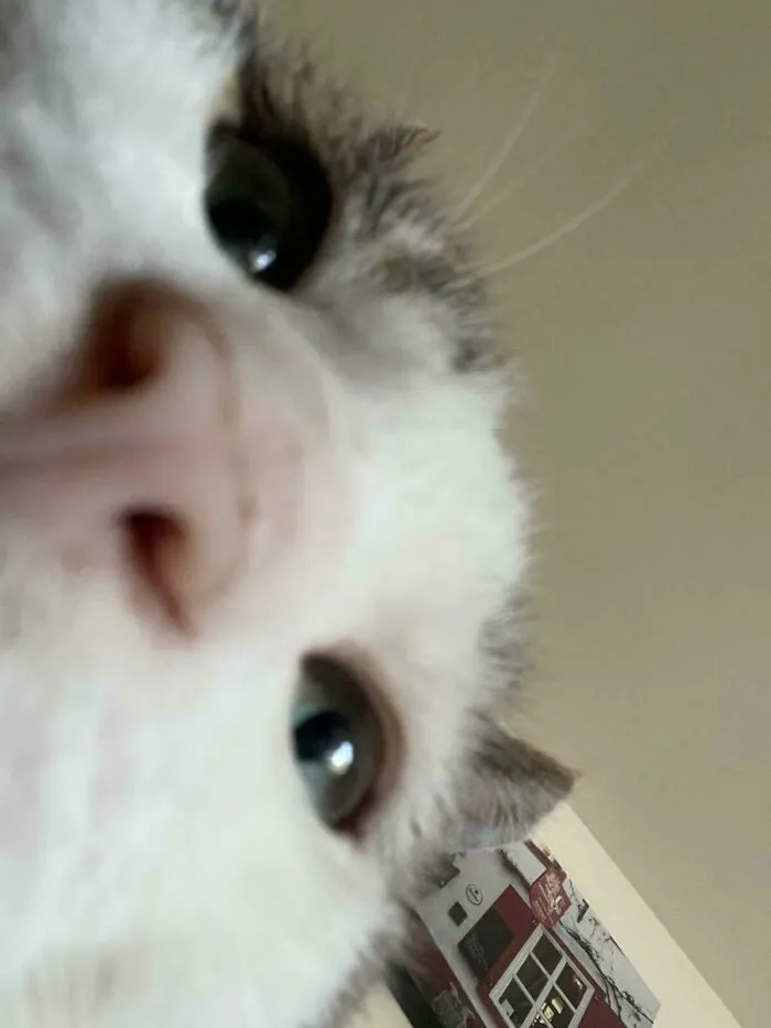 Mi gato le robó el teléfono a mi esposa y me envió esta foto mientras yo estaba en el trabajo. Parece que vamos a tener que agregarlo al plan familiar.
