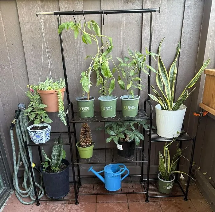  The Great Annual Migration Of Your Plant Children From The Patio To The Living Room Will Be A Lot More Organized With This <a Style="Display:inline;" Href="Https://Www.amazon.com/Simple-Trending-Outdoor-Hanging-Multiple/Dp/B0cyl8hcw4?ie=utf8&th=1&linkcode=ll1&tag=bpboar-20&linkid=d98bf6bf1f1c5fb041c9aea7d1ac0796&language=en_us&ref_=as_li_ss_tl" Target="_blank">  <span Style="Font: Inherit; Color: #d74b1f;"> Indoor Plant Stand </Span>