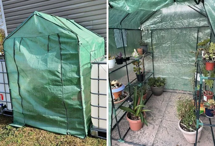 Completely Refuse To Accept That The Growing Season Is Over By Moving The Whole Operation Into An <a Style="Display:inline;" Href="Https://Www.amazon.com/Greengro-Greenhouse-Greenhouses-Outdoors-Backyard/Dp/B0bz3h5gxr?ie=utf8&th=1&linkcode=ll1&tag=bpboar-20&linkid=24883b38b5dbbbfb6e810d069005c40b&language=en_us&ref_=as_li_ss_tl" Target="_blank">  <span Style="Font: Inherit; Color: #d74b1f;"> Outdoor Greenhouse </Span>