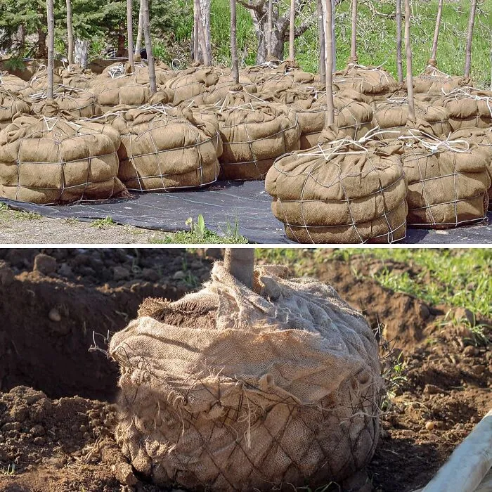 Wrap Your More Delicate Trees And Shrubs Like A Rustic Holiday Gift To Shield Them From Harsh Winds And Heavy Snow With These<a Style="Display:inline;" Href="Https://Www.amazon.com/Warmfarm-Natural-Burlap-Protection-Blankets/Dp/B0cllfmkng?crid=3nu55l6goiejc&dib=eyj2ijoimsj9.wssyy0sljctz_woeu0acfaebcb-Wrn2mynn8u7lmnidrabrj8mhvpmsavs0q1l-P6y4sf3bodjsx3asfmn7bv8vb7c-Nbuxes1c7d1bjecpzvkq3xhfekj3ulitpodjla0ukp26co62krlcr4wecrjlpm3fcjm0wjjubu3kuz2tmewkkry6zrll-Mzztou3-_kczx1oc2l_g34h0_ould1jbn6rkcwzvlyt4s1uvjks.lpg4_q97ahuyqpporzc8swfgikpx5b-Zcehb7h2gz0g&dib_tag=se&keywords=winter%2bgarden&qid=1762331669&sprefix=winter%2bgarden%2caps%2c296&sr=8-20-Spons&sp_csd=d2lkz2v0tmftzt1zcf9idgy&th=1&linkcode=ll1&tag=bpboar-20&linkid=e1ae5a8aa78414715ea63b7994a95ec0&language=en_us&ref_=as_li_ss_tl" Target="_blank">  <span Style="Font: Inherit; Color: #d74b1f;"> Natural Burlap Plant Covers </Span>