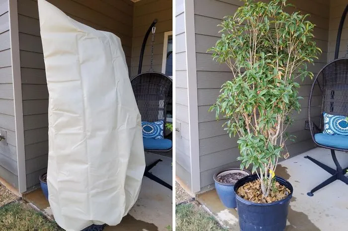 Prevent Your Beloved Shrubs From Getting A Nasty Case Of Frostbite On A Surprisingly Cold Night By Tucking Them In With Some <a Style="Display:inline;" Href="Https://Www.amazon.com/Pasidener-Protection-Packs-Blankets-Drawstring/Dp/B0cgdmznqx?ie=utf8&th=1&linkcode=ll1&tag=bpboar-20&linkid=feedc17495b6a4c6117412caeae6afa8&language=en_us&ref_=as_li_ss_tl" Target="_blank">  <span Style="Font: Inherit; Color: #d74b1f;"> Frost Blankets For Outdoor Plants </Span>
