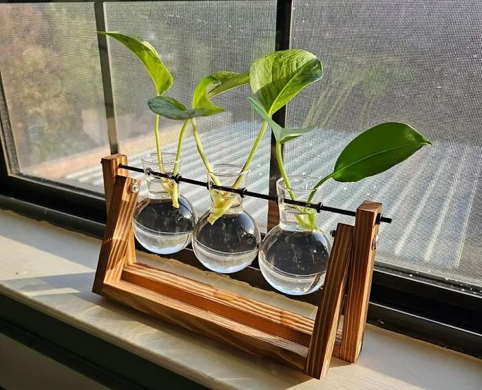 Give Your Favorite Plant Clippings The Chic, Science-Y Apartment They Truly Deserve With A <a Style="Display:inline;" Href="Https://Www.amazon.com/Terrarium-Planter-Tabletop-Hydroponics-Decoration/Dp/B07d29p5z1?ie=utf8&linkcode=ll1&tag=bpstarfish-20&linkid=55599d5b595f52421ba64c52cb2bd6a5&language=en_us&ref_=as_li_ss_tl" Target="_blank">  <span Style="Font: Inherit; Color: #d74b1f;"> Plant Terrarium With Wooden Stand </Span>