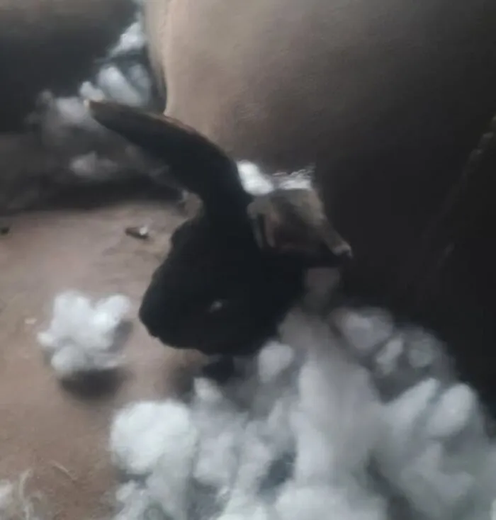Shadow. She Was A Single Bunny Left After The Hood Cats Ate Her Siblings. She Is Strong Willed. And She Is Great At One Thing... Destruction. But I Will Get Another Couch To Let Her Eat It!
