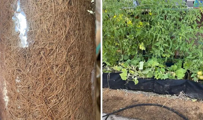  Create A Warm, Insulating Blanket For Your Garden Beds To Protect Perennial Roots From The Harsh Winter Freeze By Laying Down A Layer Of <a Style="Display:inline;" Href="Https://Www.amazon.com/Zeedix-Thickened-Planters-Vegetables-Reptiles/Dp/B0dtdnb17y?ie=utf8&th=1&linkcode=ll1&tag=bpboar-20&linkid=4b05005fe79e4c0346e6c910aedf5421&language=en_us&ref_=as_li_ss_tl" Target="_blank">  <span Style="Font: Inherit; Color: #d74b1f;"> Coco Liner </Span>