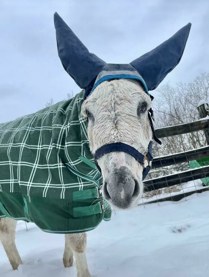 I Made My Donkey An Insulated Hat So He Could Go Out In The Snow